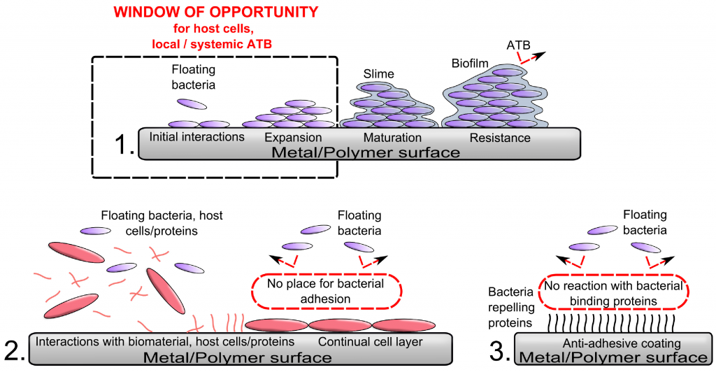 Biomaterial’s surface modification with proteins;ER