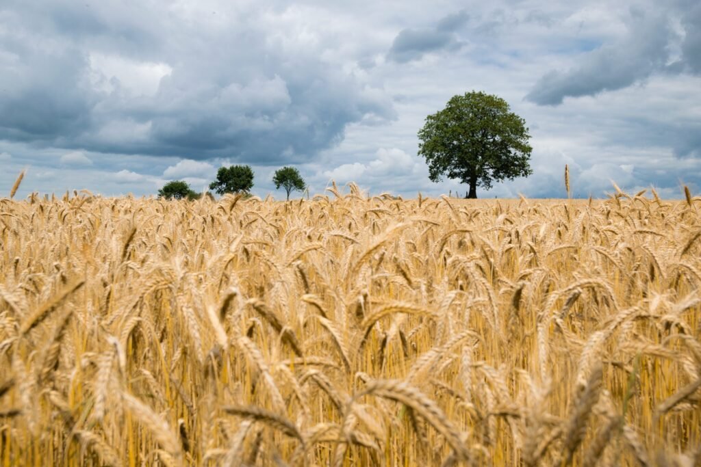 wheatCrop